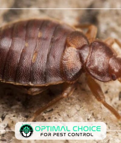 bed-bug-2