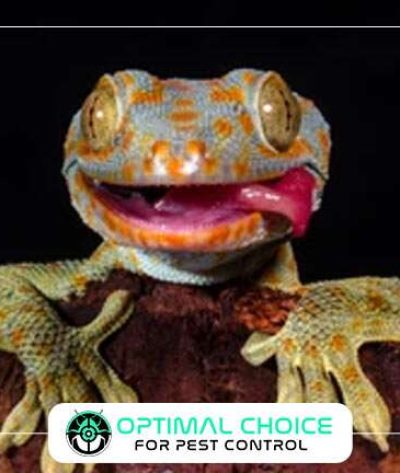 gecko