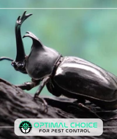 insect-2