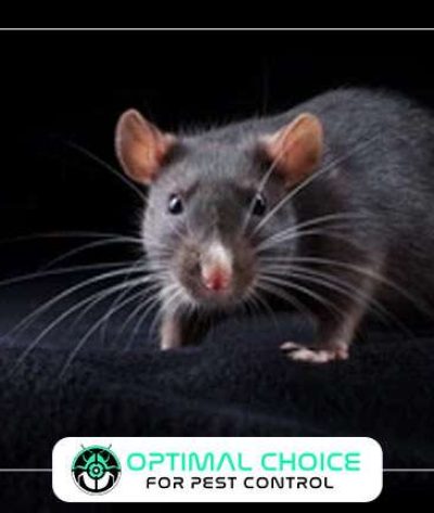 rat-1