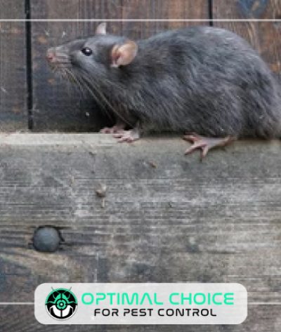 rat-2