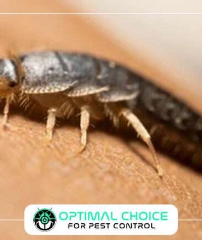 silverfish